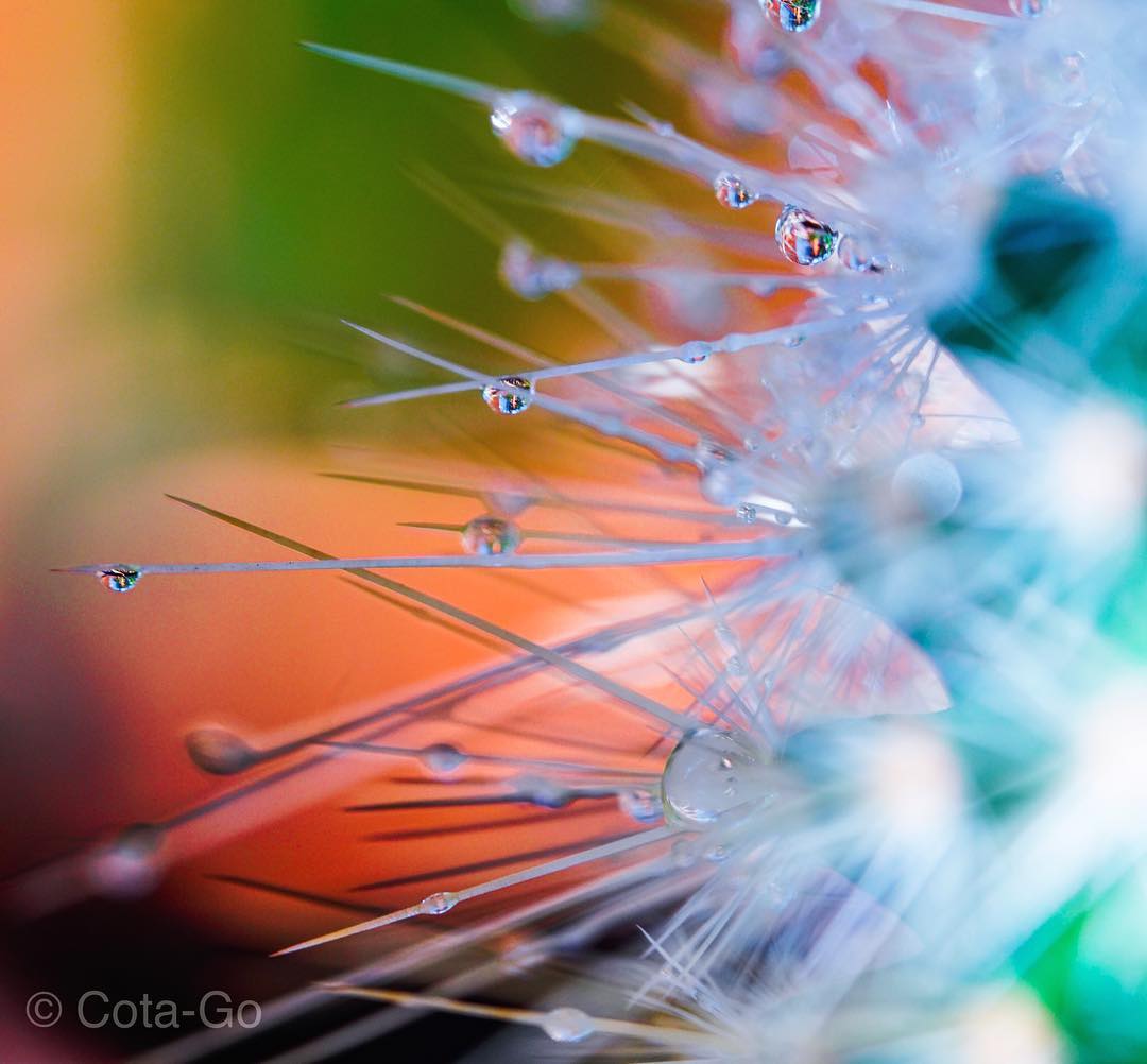 Abstract close-up of fine filaments and water droplets